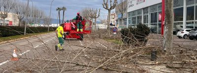 Castelló d'Empúries finaliza la campaña anual de poda del árbol municipal