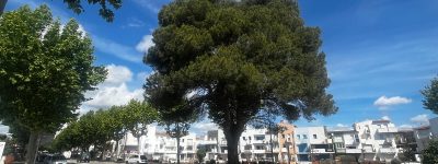 Conveniencia de retirar un árbol situado en el cruce entre la calle Migjorn y la avenida de la República Catalana, en Empuriabrava